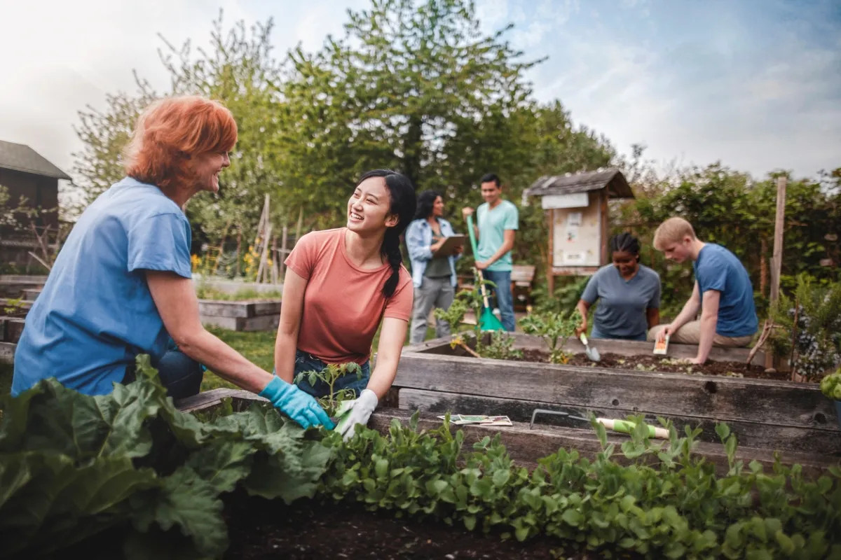 EVERMOORE Volunteers tending vegetables together in a community garden